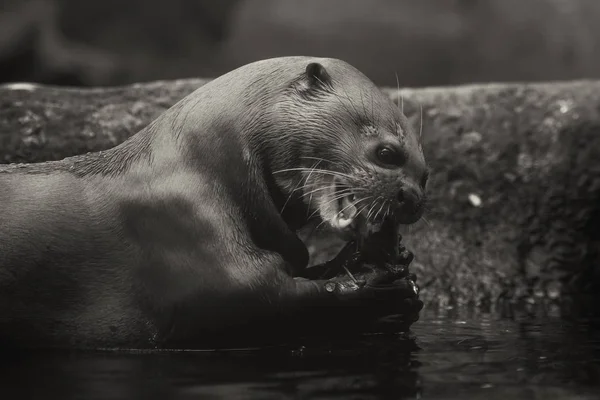 Loutre Géante Pteronura Brasiliensis Grand Carnivore Eau Douce Des Rivières — Photo