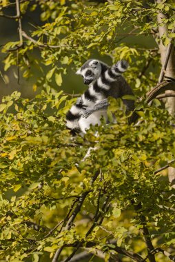 Ring-tailed Lemur - Lemur catta, beautiful lemur from Southern Madagascar forests. clipart