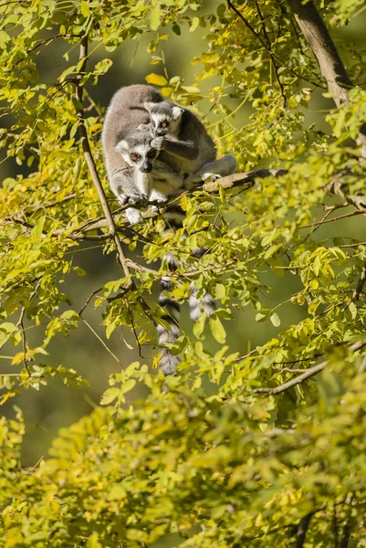 Ring Tailed Lemur Lemur Catta Beautiful Lemur Southern Madagascar Forests — Stock Photo, Image