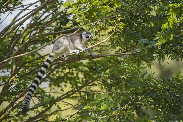 ワオキツネザル Lemur Catta 美しいキツネザル マダガスカル南部森林から — ストック写真