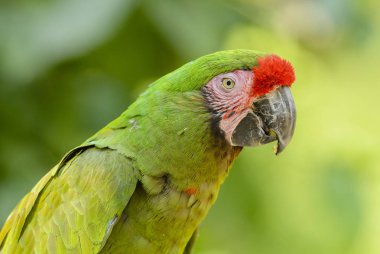 Askeri Amerika papağanı - Ara militaris, büyük güzel yeşil papağan ormanlardaki Güney Amerika, Arjantin.