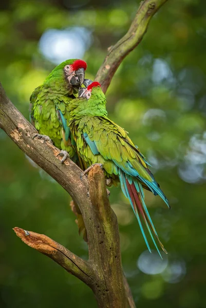 Militär Ara Militaris Großer Schöner Grüner Papagei Aus Südamerikanischen Wäldern — Stockfoto