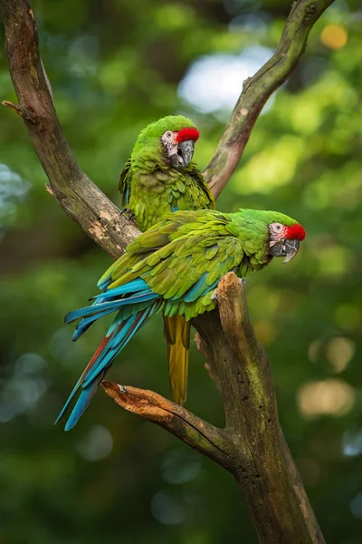 Macaw Ara Militaris Militar Grande Papagaio Verde Bonito América Sul — Fotografia de Stock