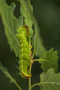 Japon meşe Silkmoth - Antheraea yamamai, Doğu Asya woodlands üzerinden büyük sarı ve turuncu güve.