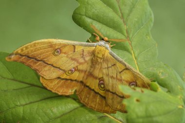 Japon meşe Silkmoth - Antheraea yamamai, Doğu Asya woodlands üzerinden büyük sarı ve turuncu güve.