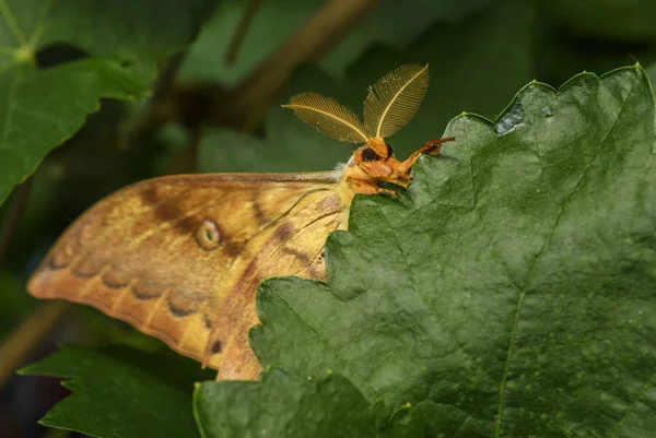 Японський Дуб Silkmoth Antheraea Yamamai Великий Жовтий Помаранчевий Молі Східно — стокове фото