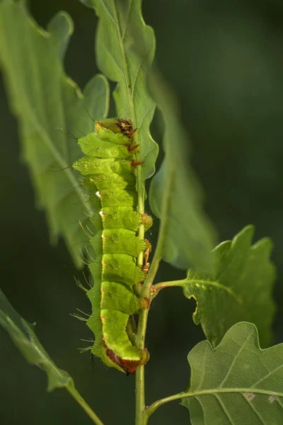 Chêne Japonais Soie Antheraea Yamamai Grande Teigne Jaune Orange Des — Photo