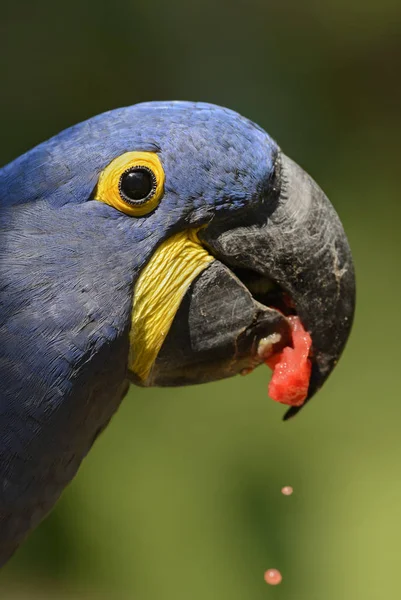 Hyacinth Macaw Anodorhynchus Hyacinthinus Beautiful Large Blue Parrot South American — Stock Photo, Image