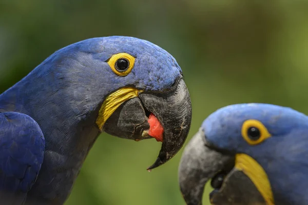 Guacamayo Jacinto Anodorhynchus Hyacinthinus Hermoso Gran Loro Azul Los Bosques — Foto de Stock