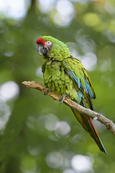 Macaw Ara Militaris Militar Grande Papagaio Verde Bonito América Sul — Fotografia de Stock