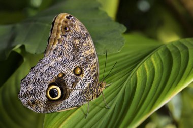 Dev baykuş kelebek - Caligo memnon, Orta Amerika ormanlardaki güzel büyük kelebek.