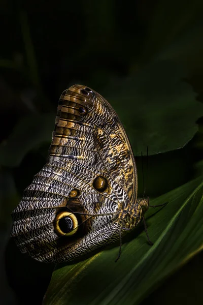 Mariposa Búho Gigante Caligo Memnon Hermosa Mariposa Grande Los Bosques —  Fotos de Stock