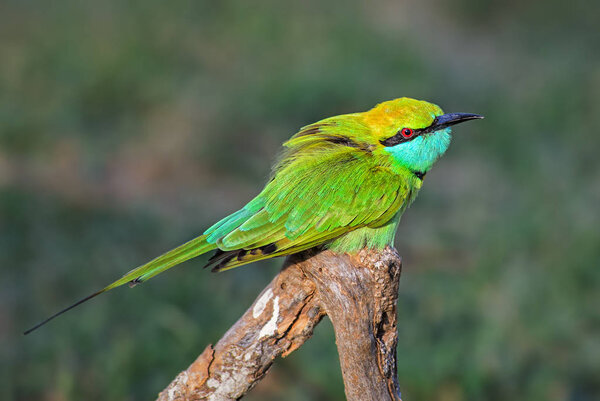 Little Green Bee-eater - Merops orientalis, beautiful colored bee-eater from Sri Lankan forests and bushes.