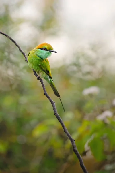 Little Green Bee Eater Merops Orientalis Bellissimo Mangiatore Api Colorate — Foto Stock
