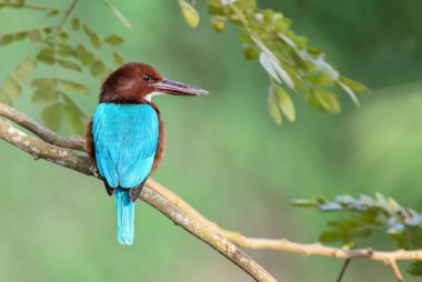 Beyaz boğazlı Kingfisher - Halcyon smyrnensis, Sri Lanka. Dal suya yakın oturan.
