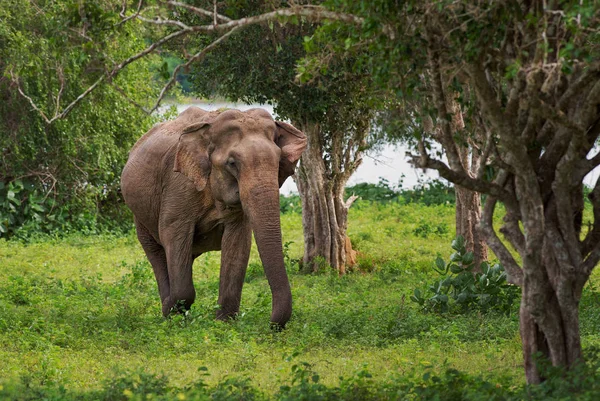 Éléphant Sri Lanka Elephas Maximus Maximus Sri Lanka — Photo