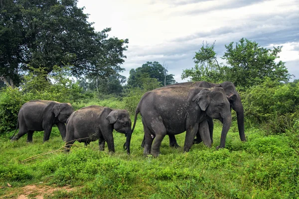 스리랑카 코끼리 Elephas Maximus 막시무스 스리랑카 — 스톡 사진