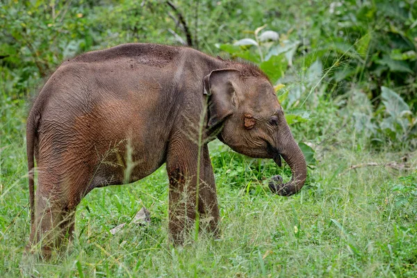 Elefante Sri Lanka Elephas Maximus Maximus Sri Lanka — Foto de Stock