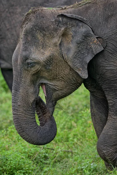 Elefante Sri Lanka Elephas Maximus Maximus Sri Lanka — Foto de Stock