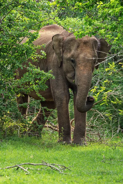 Éléphant Sri Lanka Elephas Maximus Maximus Sri Lanka — Photo