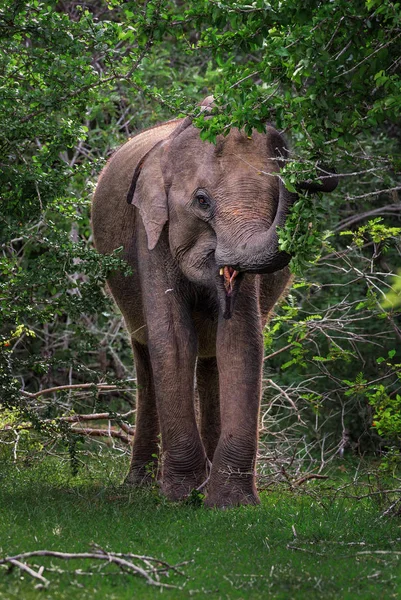 스리랑카 코끼리 Elephas Maximus 막시무스 스리랑카 — 스톡 사진