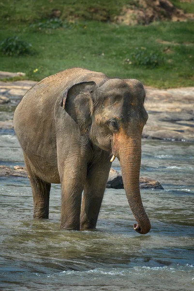 Elefante Sri Lanka Elephas Maximus Maximus Sri Lanka — Foto de Stock