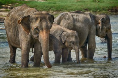 Sri Lankan Elephant - Elephas maximus maximus, Sri Lanka clipart