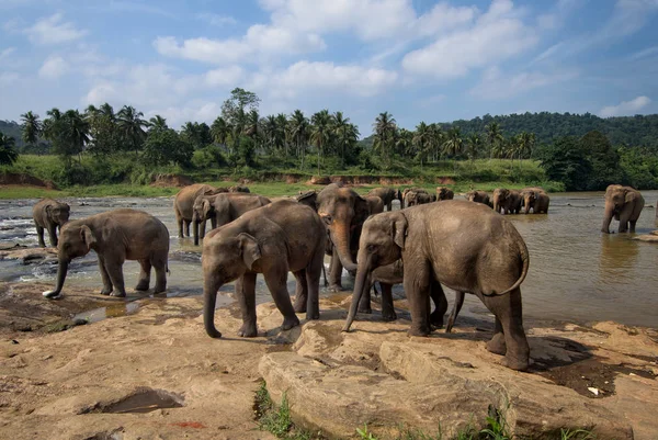 斯里兰卡大象亚洲象属 — 图库照片