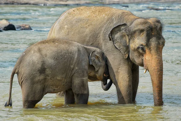 Sri Lankas Elephant Elephas Maximus Maximus Sri Lanka — Stockfoto