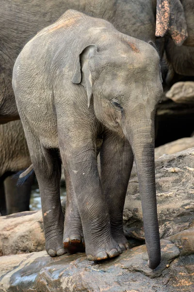 Éléphant Sri Lanka Elephas Maximus Maximus Sri Lanka — Photo