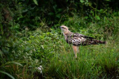 Değiştirilebilir şahin-kartal - Spizaetus cirrhatus, güzel büyük bir yırtıcı kuş dan Sri Lankalı woodlands.