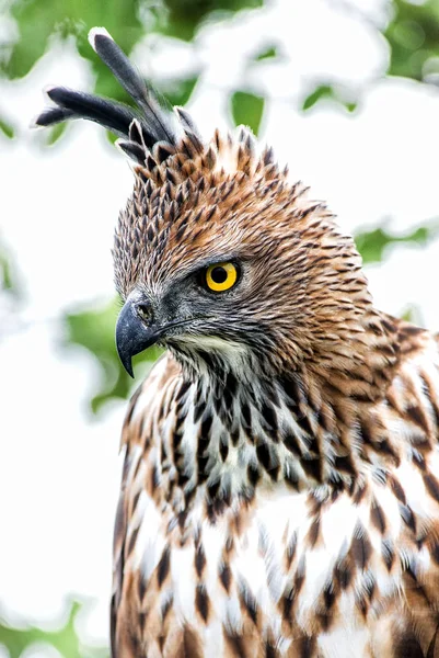 Changeable Hawk Eagle Spizaetus Cirrhatus Beautiful Large Bird Prey Sri — Stock Photo, Image