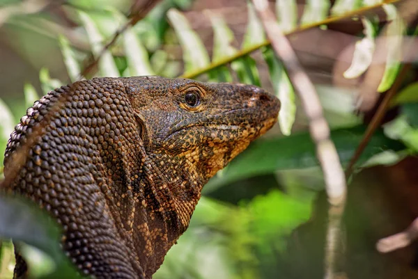 Bengal Monitor Varanus Bengalensis Large Lizard Sri Lankan Forests — Stock Photo, Image