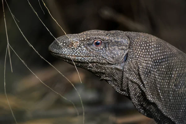 Bengal Monitor Varanus Bengalensis Large Lizard Sri Lankan Forests — Stock Photo, Image