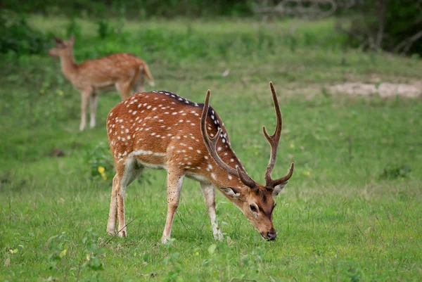Chital Axis Axis Beautiful Deer Sri Lankan Grasslands — Stock Photo, Image