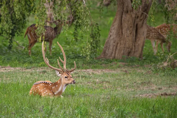 Chital Eixo Eixo Belos Cervos Prados Sri Lanka — Fotografia de Stock