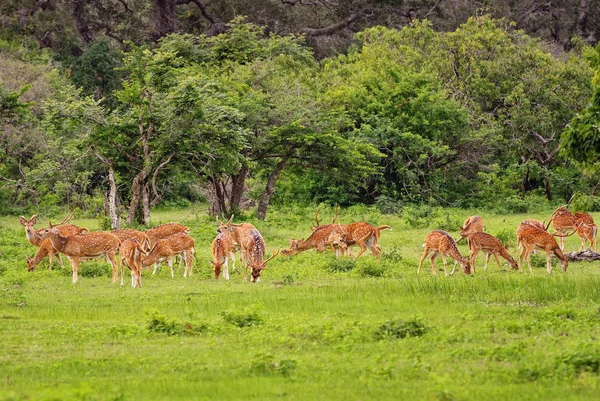 Chital Eje Del Eje Hermosos Ciervos Las Praderas Sri Lanka — Foto de Stock