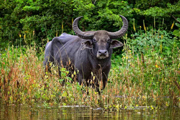 Buffalo Selvatico Dello Sri Lanka Bubalus Arnee Migona Grande Mammifero — Foto Stock