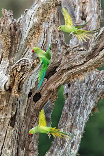 Catappa Parakeet Psittacula Krameri Piękne Hałaśliwe Zielona Papuga Sri Lanki — Zdjęcie stockowe