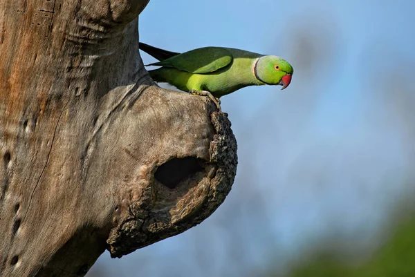 Psittacula Krameri Belo Papagaio Verde Barulhento Bosques Jardins Sri Lanka — Fotografia de Stock