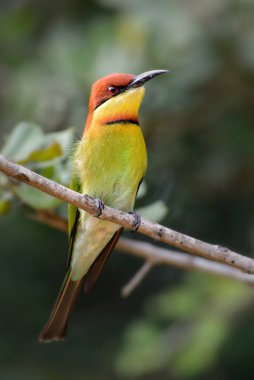 Arı kuşugiller-kestane başlı arı kuşu leschenaulti, Sri Lankalı woodlands ve çalılar güzel renkli arı kuşugiller.