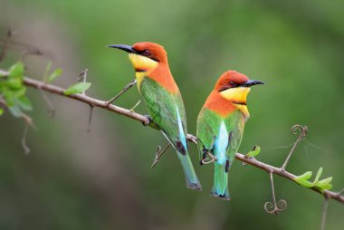 Arı kuşugiller-kestane başlı arı kuşu leschenaulti, Sri Lankalı woodlands ve çalılar güzel renkli arı kuşugiller.