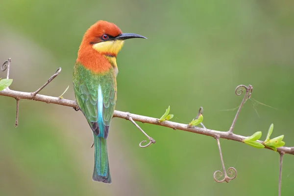 Chestnut Headed Bee Eater Merops Leschenaulti Beautiful Colorful Bee Eater — Stock Photo, Image