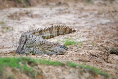 Bataklık timsah - Crocodylus palustris, Sri Lankalı bataklık ve göllerde büyük kertenkele.