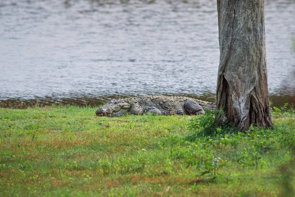 Marsh Krokodyla Crocodylus Palustris Duża Jaszczurka Jezior Bagien Sri Lanki — Zdjęcie stockowe