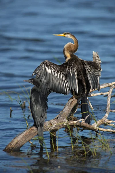 Oriental Darter Anhinga Melanogaster Fishing Lake Sri Lanka — Stock Photo, Image