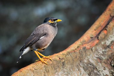 Ortak Myna - Acridotheres tristis, ortak tüneyen kuş Asya bahçeleri ve woodlands, Sri Lanka.
