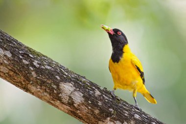 Hint sarıasma - Oriolus oriolus kundoo, güzel sarı ve siyah kuş Asya ormanlar ve woodlands, Sri Lanka.