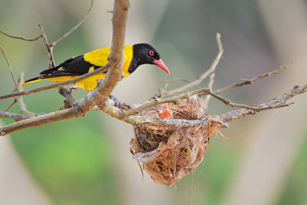 Индийский Золотой Ориол - Oriolus oriolus doo, красивая желтая и черная птица из азиатских лесов, Шри-Ланка
.