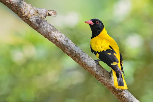 Indyjski Wilga Oriolus Oriolus Kundoo Żółty Czarny Ptak Azji Puszcz — Zdjęcie stockowe